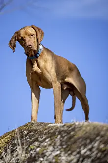 RoevidszOErU Magyar Vizsla, Hungarian short-haired pointing dog