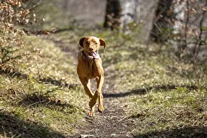 RoevidszOErU Magyar Vizsla, Hungarian short-haired pointing dog