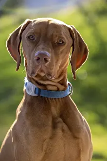 Framed Print : RoevidszOErU Magyar Vizsla, portrait in sunlight