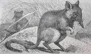 Rohrruessler, Macroscelides flavicaudatus
