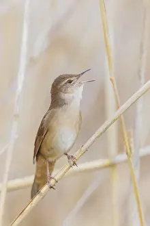 Rohrschwirl, Locustella luscinioides Savi's