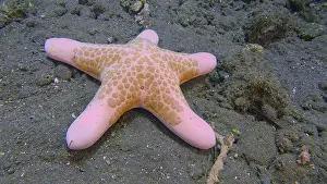 A roller starfish (Choriaster granulatus) lies on the sandy seabed