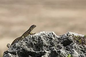 Rolling-tailed iguana (Leiocephalus cubensis)