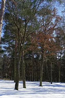 Romantic winter forest