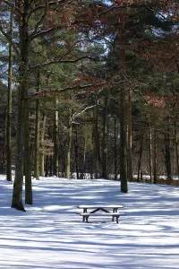 Romantic winter forest