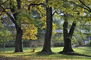 Romerwall park, Mainz, park