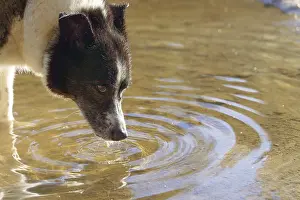 Ronda, malaga, spain Dog cooling down and drinking water from a shallow puddle