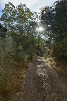 Ronda, malaga, spain Hiking trail winding through a lush forest