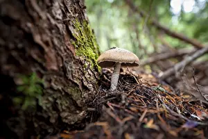 Roof fungi (Pluteus), on forest floor