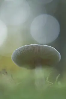 Roof fungus (Pluteus cervinus)