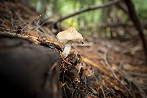 Roof fungus (Pluteus), grows on a fallen tree trunk