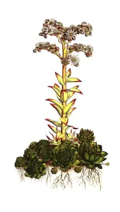 Rooftop houseleek, common houseleek (Sempervivum tectorum)
