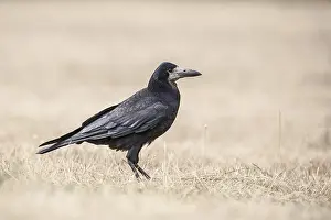 Rook (Corvus frugilegus)