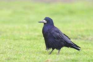 Rook (Corvus frugilegus), adult bird