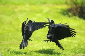 Rook (Corvus frugilegus) two adults