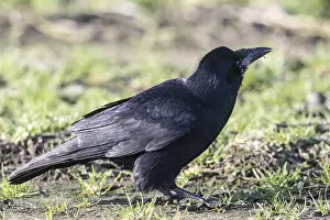 Rook (Corvus frugilegus), Emsland