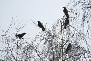 Rooks are sitting on the branches of a tree