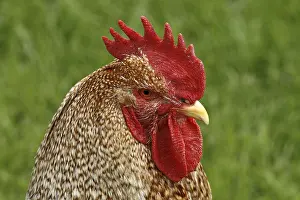 Rooster - chicken