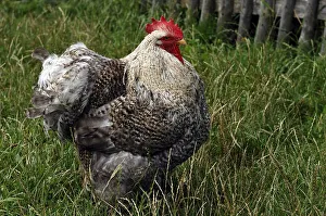 Rooster in the Franconian Open Air Museum