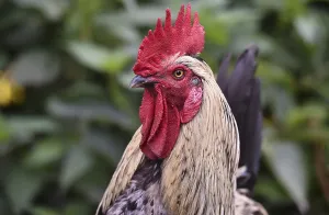Rooster (Gallus gallus domesticus) in the outdoor enclosure