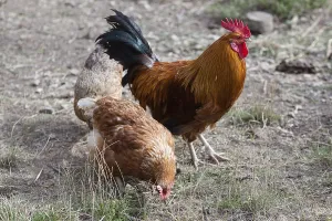 Rooster and hen in a meadow, the rooster explores the surroundings