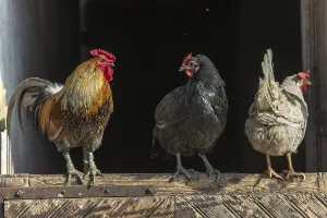 Rooster and hens perched in a farmyard
