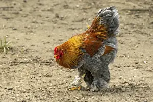 Rooster on the move in search of food