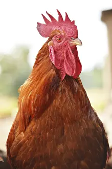 Rooster on traditional free range poultry farm