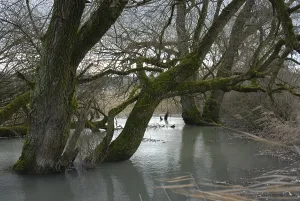 Root system in the alluvial forest Altreu (Salix sp)