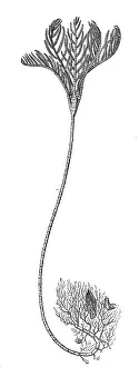Root hair star, Rhizocrinus loffotensis