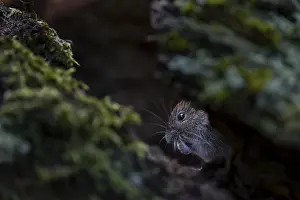 In the root network, the bank vole (Myodes glareolus) is well protected from aerial predators