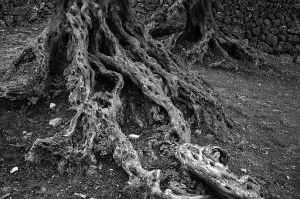 Root, trunk, olive tree, olive grove