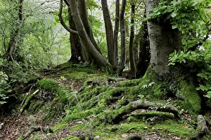 Rooted
