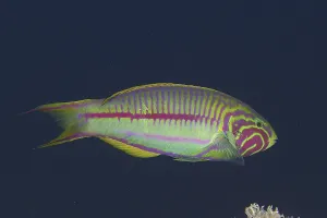 Rootmeer Junker (Thalassoma rueppellii)