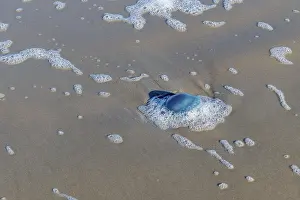 Rootmouth jellyfish Rhizostoma octopus in the north sea