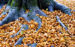 Roots of a beech tree in fall foliage
