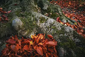 Framed Print : Roots of a deciduous tree covered with moss in autumn and brown leaves on the forest floor