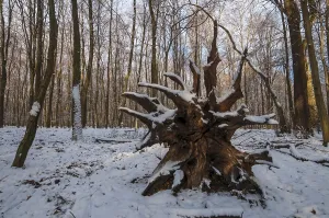 Roots of a fallen tree in a snowy forest