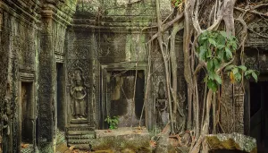 Roots of giant tree covering the ruin of Ta Prohm temple in Angkor Wat (Siem Reap)