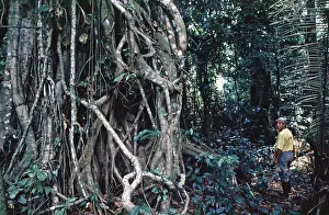 Roots, jungle, man, Amazon region near Iquitos