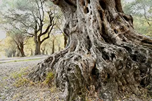 Roots of an olive tree in the Parc Pian