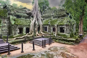 Roots of a spung running along the jungle temples of Ta Prohm