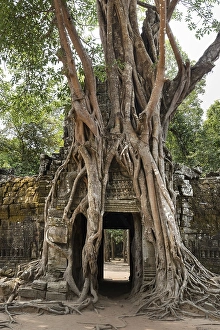 Roots of a Strangler Fig (Ficus altissima) winding around a gopuram