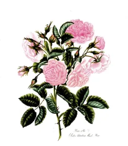 Rosa alba, Rose, Historic rose