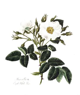 Rosa alba, Rose, Historic rose