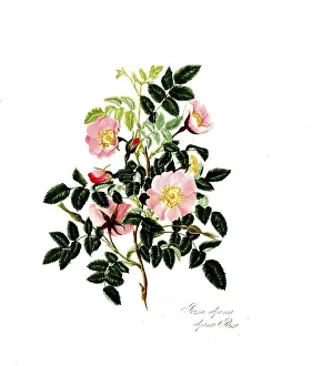 Rosa alpina, Rose, Historic rose