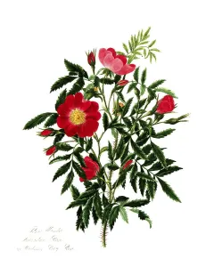 Rosa blanda, Rose, Historic rose
