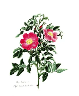 Rosa carolina, Rose, Historic rose
