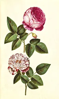 Rosa -- centifolia, centifolia rose