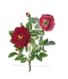 Rosa centifolia, Rose, Old rose